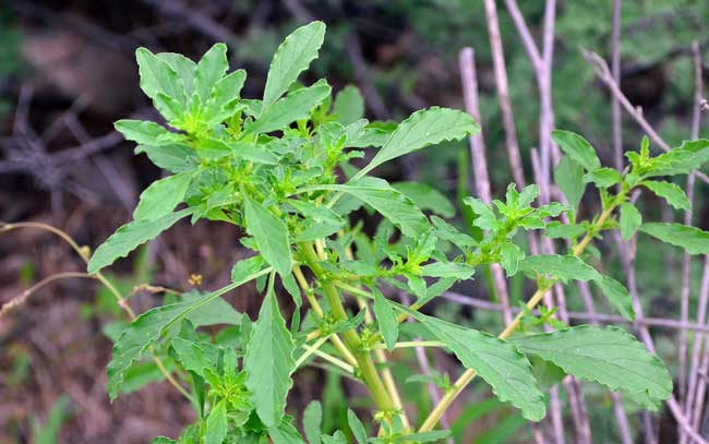 Amaranthus albus, Prostrate Pigweed, Southwest Desert Flora